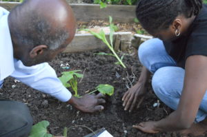 Intergenerational planting of the 'three sisters' at May Project Gardens, London